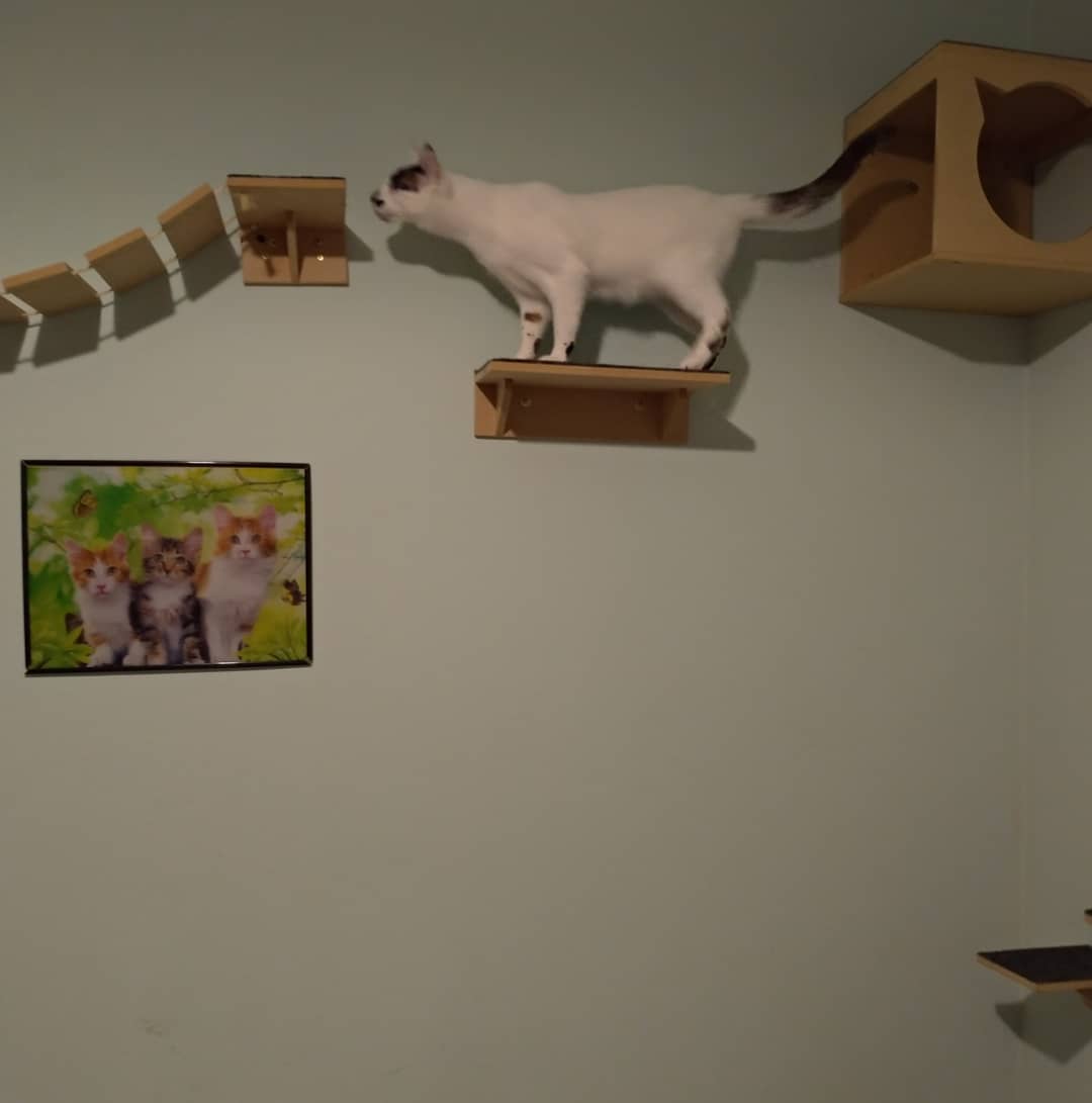Hóspede Gatito - 26.2.2021