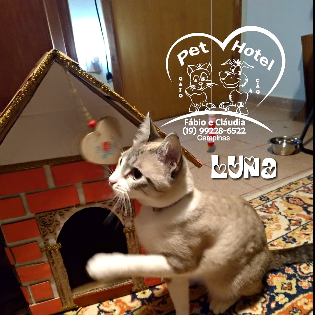 Hóspede Gatito - 26.2.2021