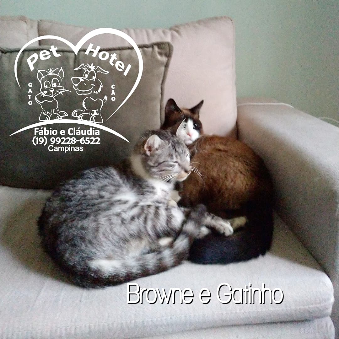 Hóspede Gatito - 26.2.2021