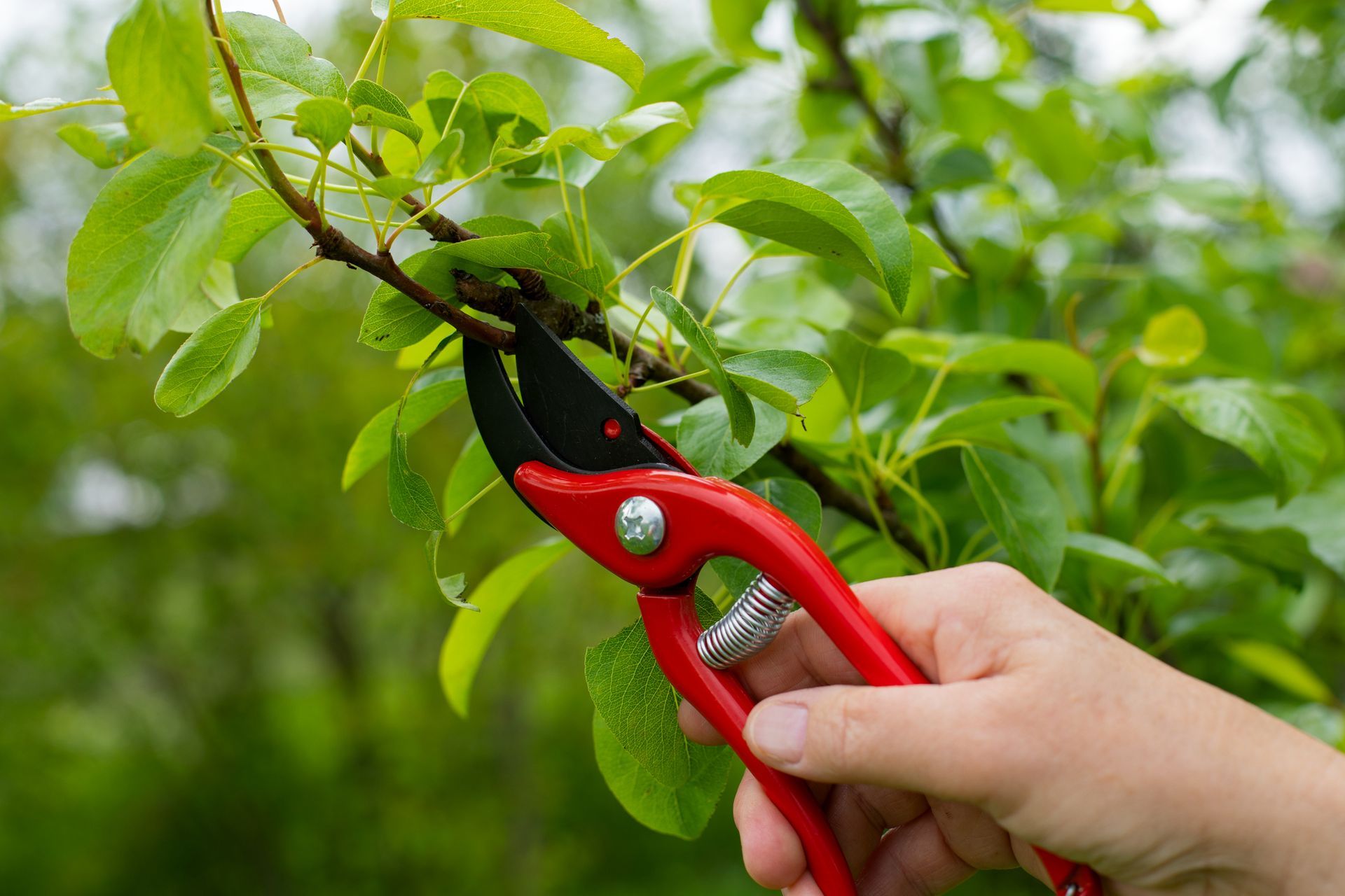 Tree Trimming Service in Fort Walton Beach, FL.