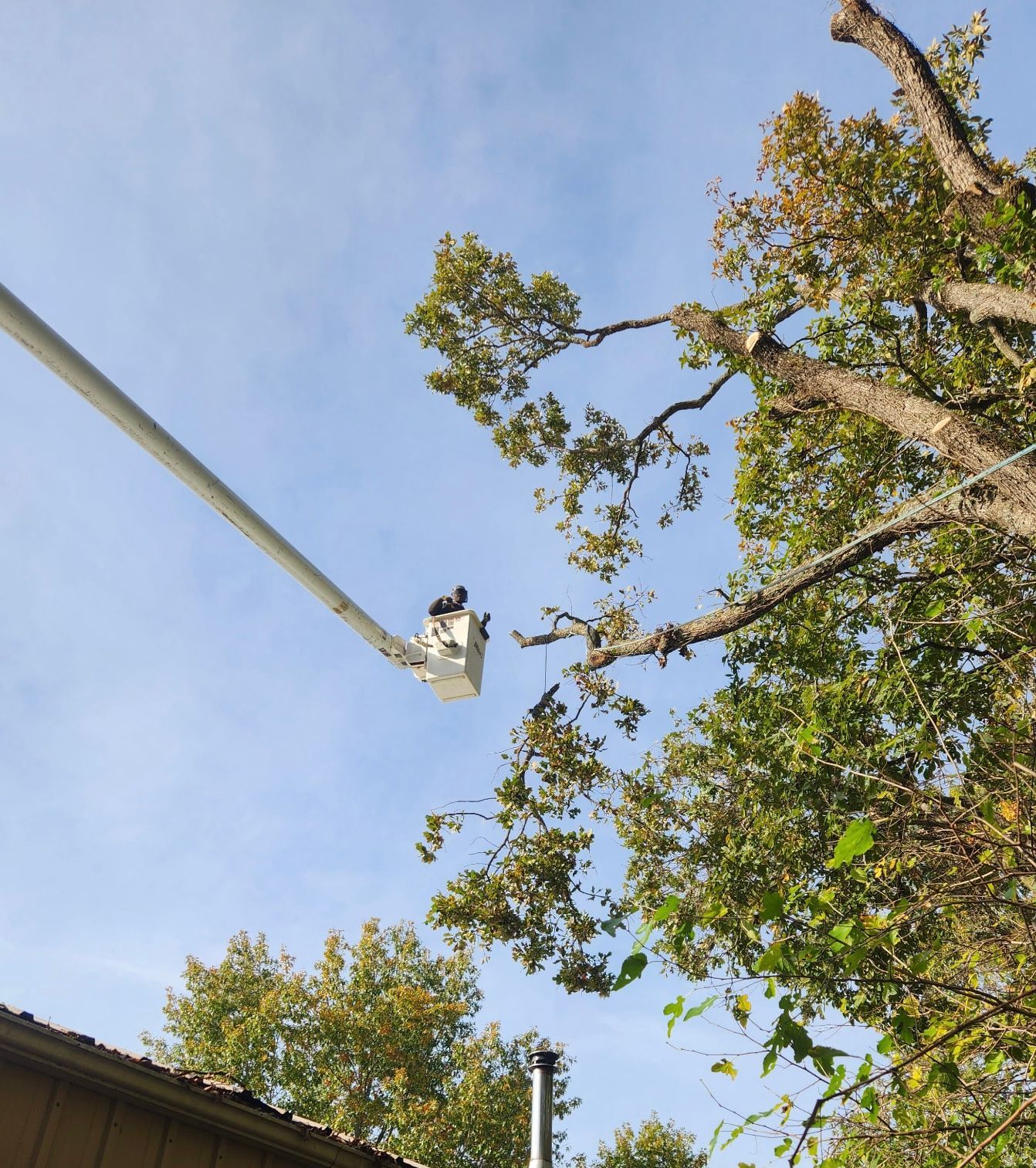 A worker in a bucket truck lift prunes a large tree against a bright blue sky.
