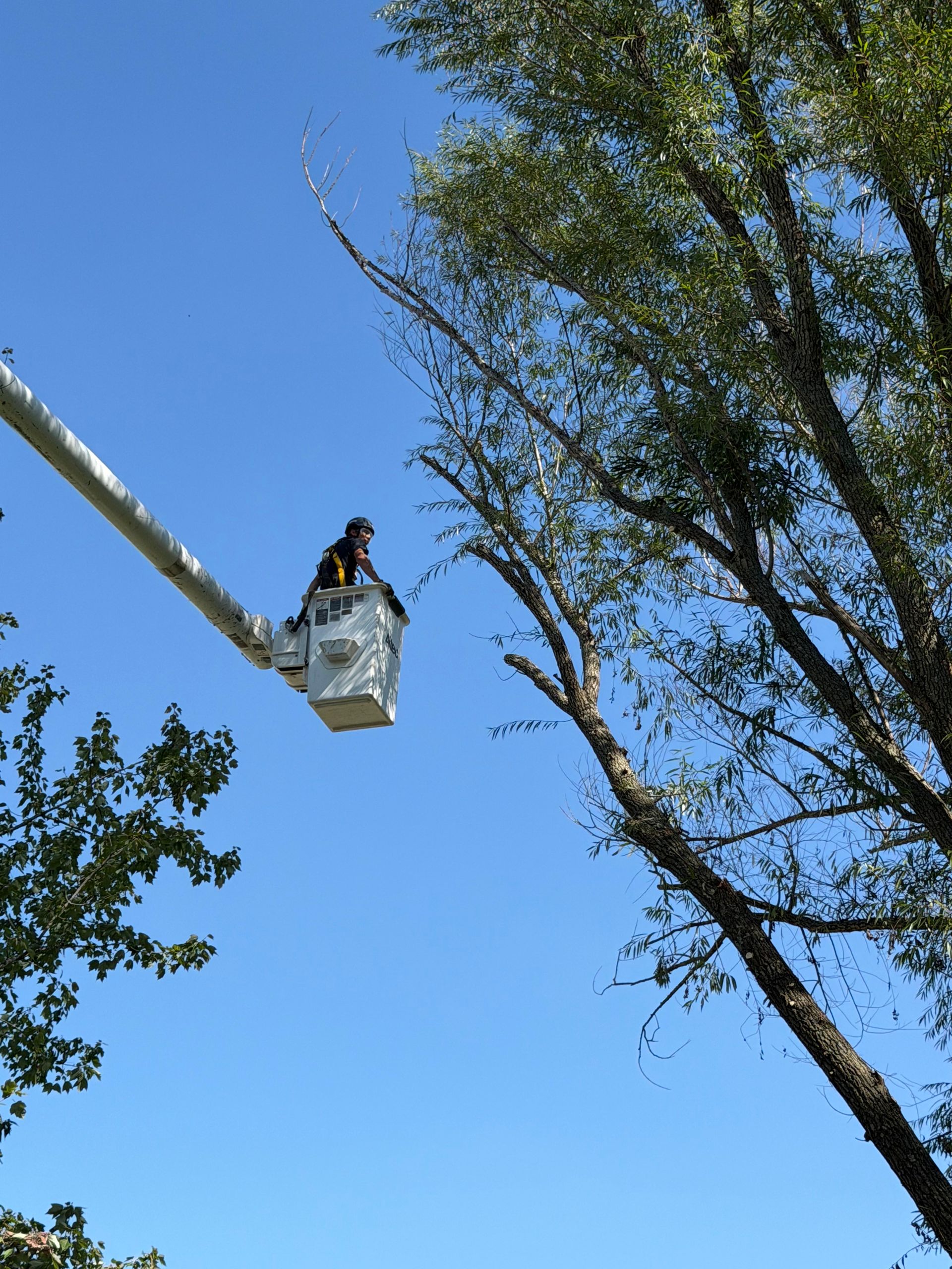A worker in a white bucket truck boom reaches toward a tall tree against a clear blue sky.
