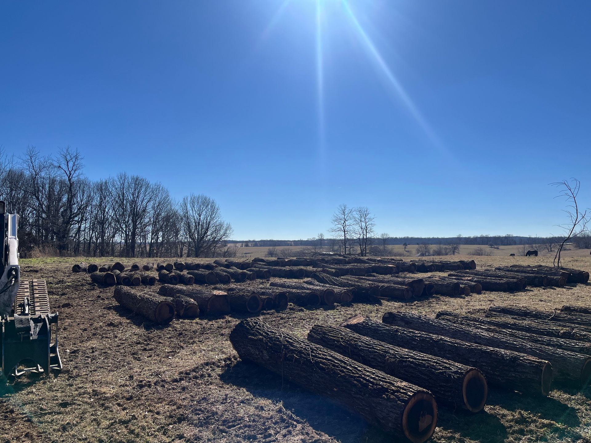 A field under a bright sun, featuring rows of harvested wooden logs resting on dirt, with distant trees in the background.