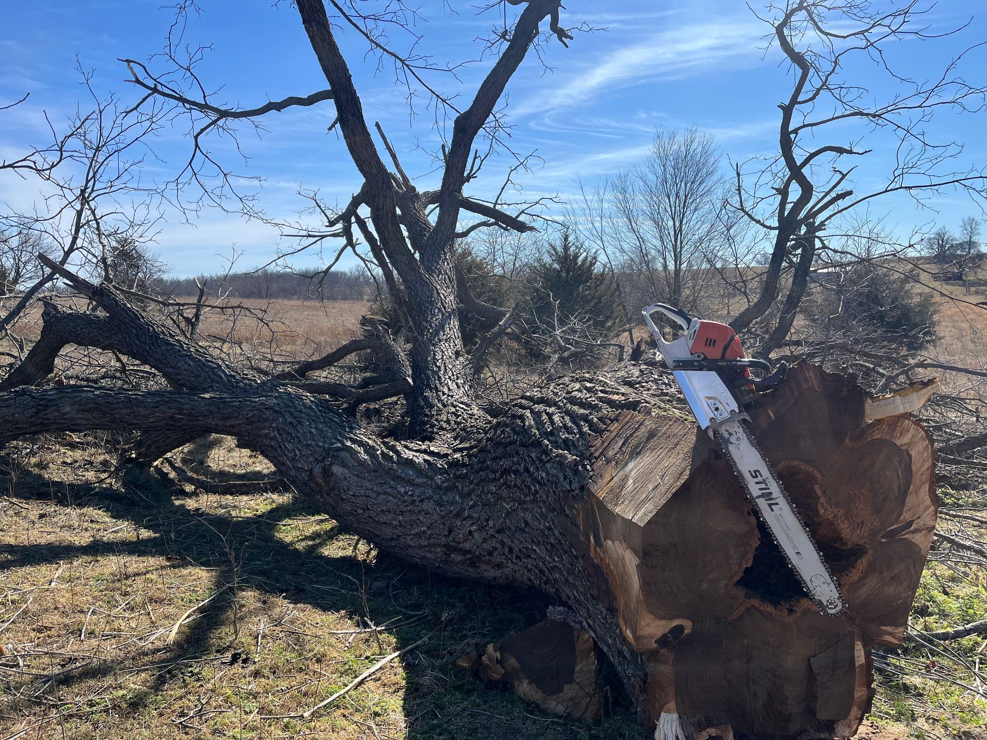 A chainsaw rests against the thick, hollowed-out trunk of a large fallen tree in an open, sunny field.