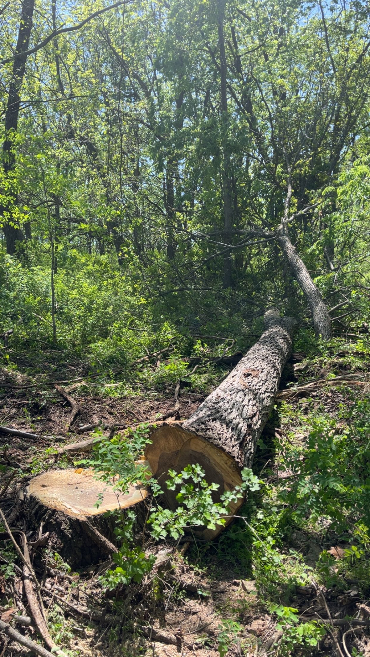 Cut tree trunk lying in a sunlit forest clearing with dense green trees in the background