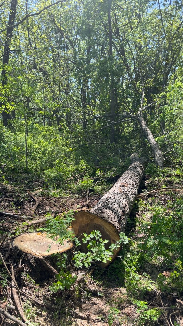 Cut tree trunk lying in a sunlit forest clearing with dense green trees in the background