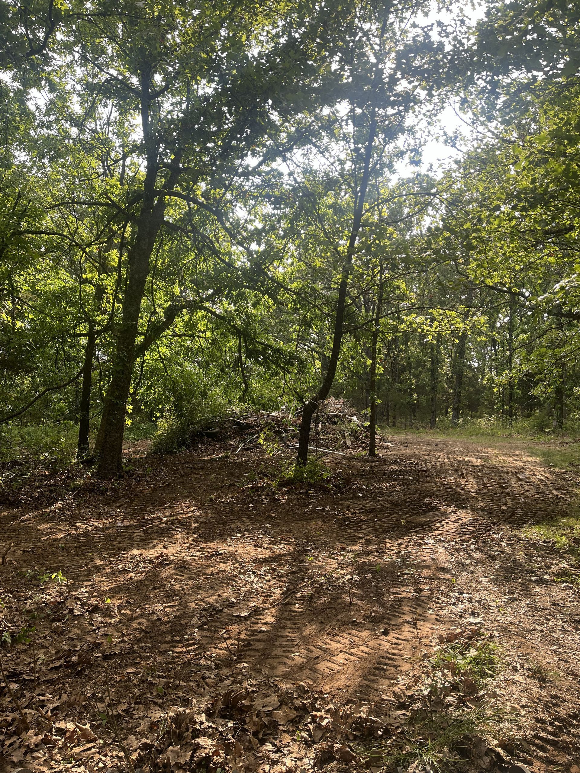 Sunlit forest clearing with dense green trees and dry leaf-covered ground