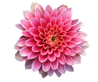 Pink dahlia flower with layered petals on a white background