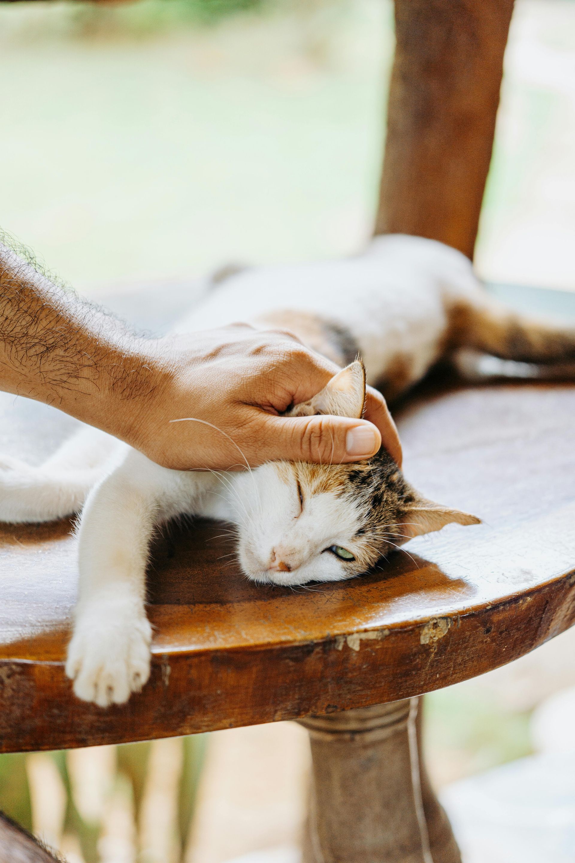 Cat being pet on a wooden table; white, brown and tan fur, hand petting its head.