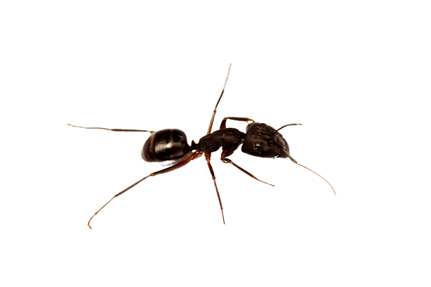 Ant — Tampa, FL — Pestgo Exterminators Inc. Ant — Tampa, FL — Pestgo Exterminators Inc.