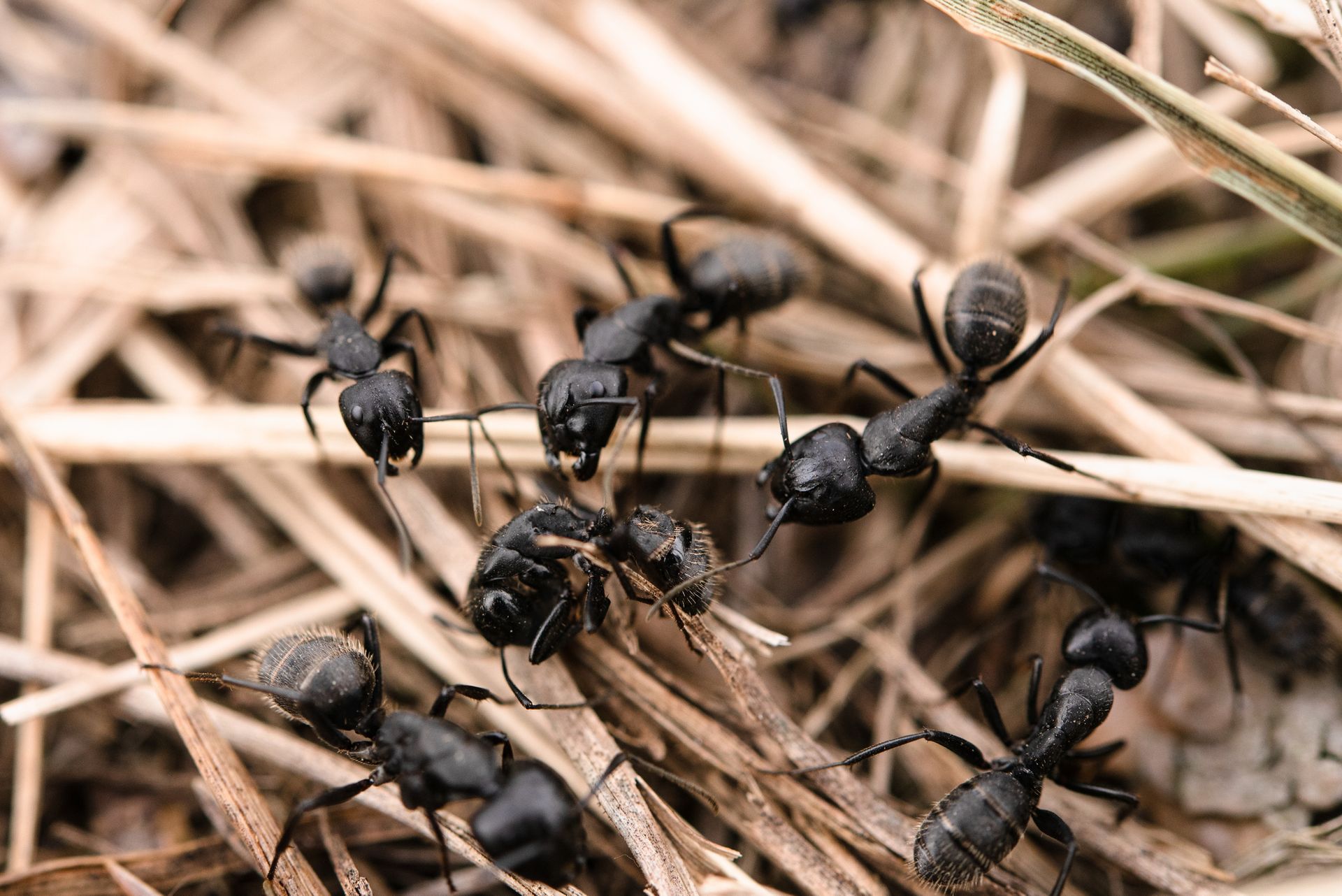 A Group Of Termites On The Wood — Tampa, FL — Pestgo Exterminators Inc.