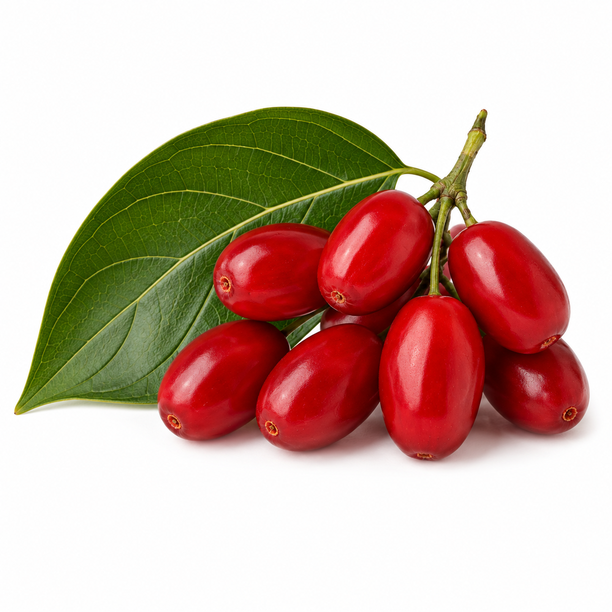 Cornus Officinalis - A cluster of bright red, oval-shaped Cornelian cherries hanging from a woody stem against a plain white background.