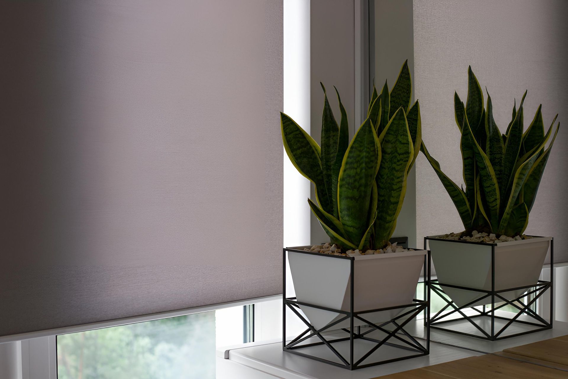 Two snake plants in white square planters on black metal stands near a window with a closed gray roller blind  — Manning Blinds & Awnings in Taree, NSW