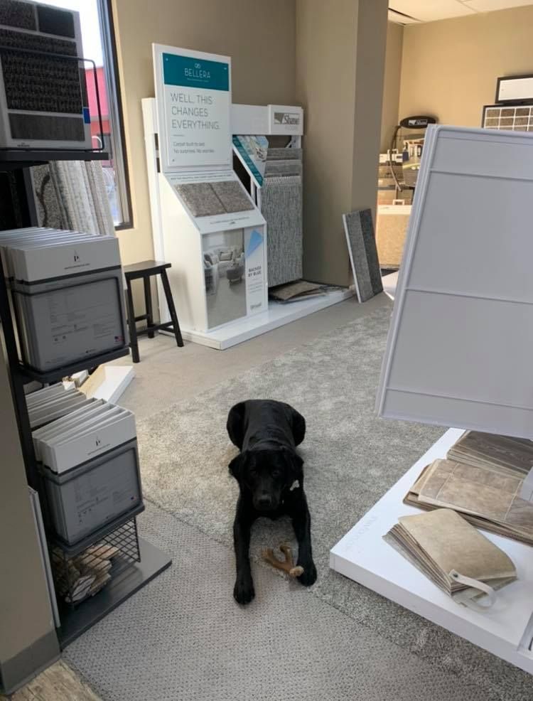 A black dog lies on the carpeted floor of a showroom, surrounded by floor sample displays and a small stool.