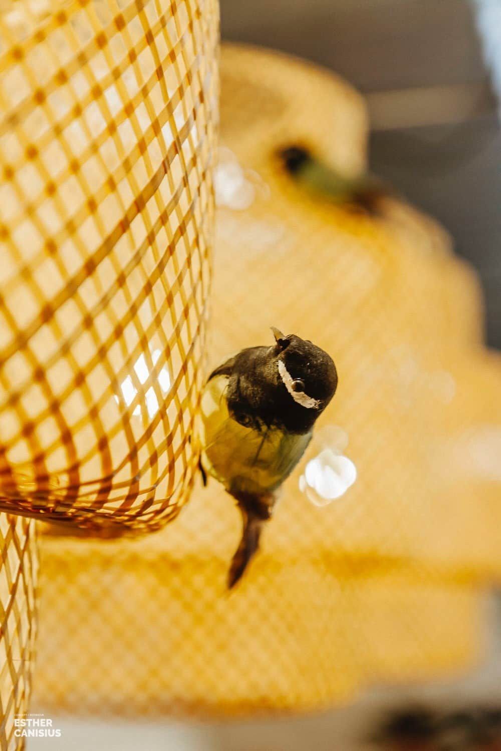 Vogeltjes in de lamp in het interieurontwerp van dit cafe in dordrecht