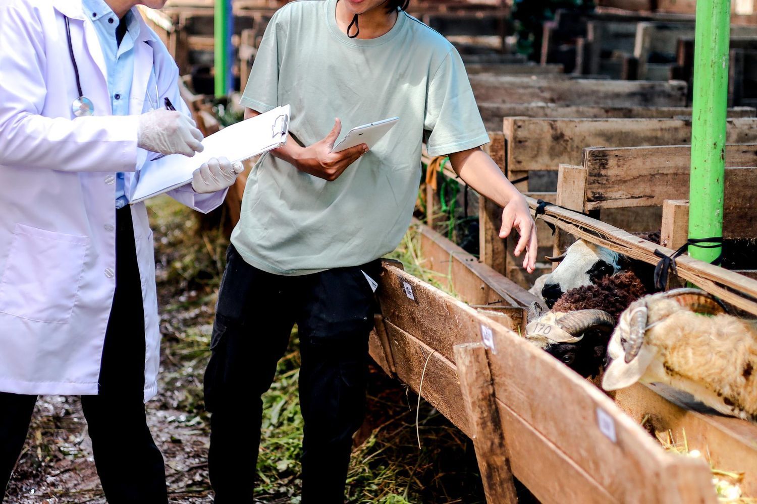 Veterinarian and farmer examining a sheep in a livestock pen