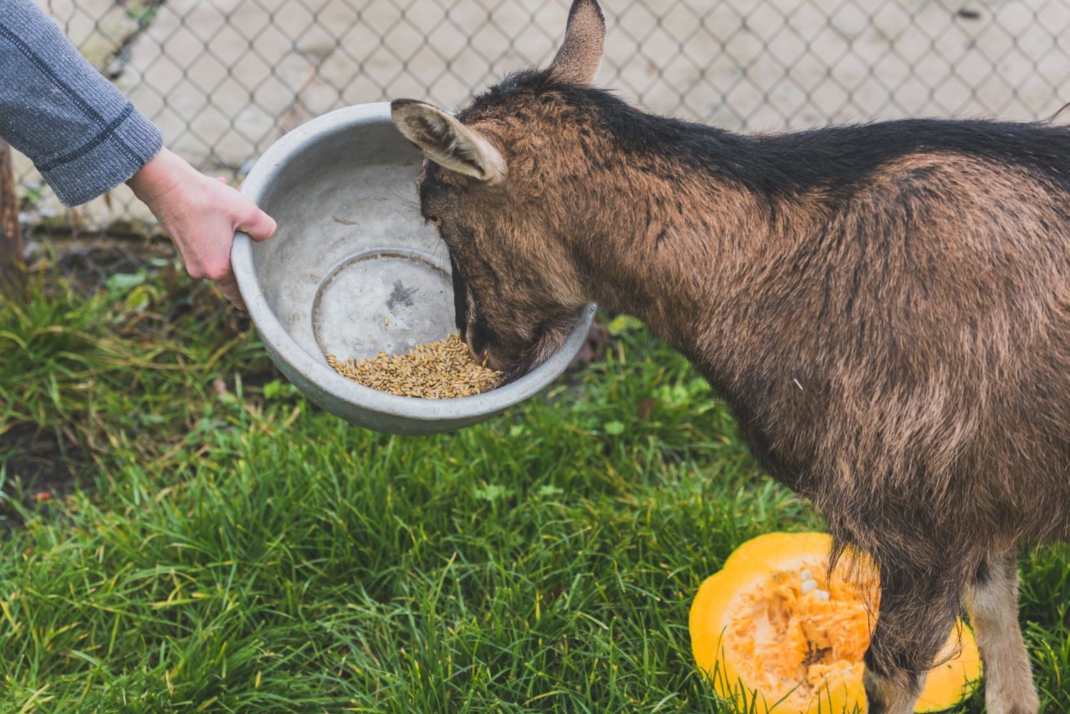 Goat eating grain from a metal bowl held by a person in a grassy yard