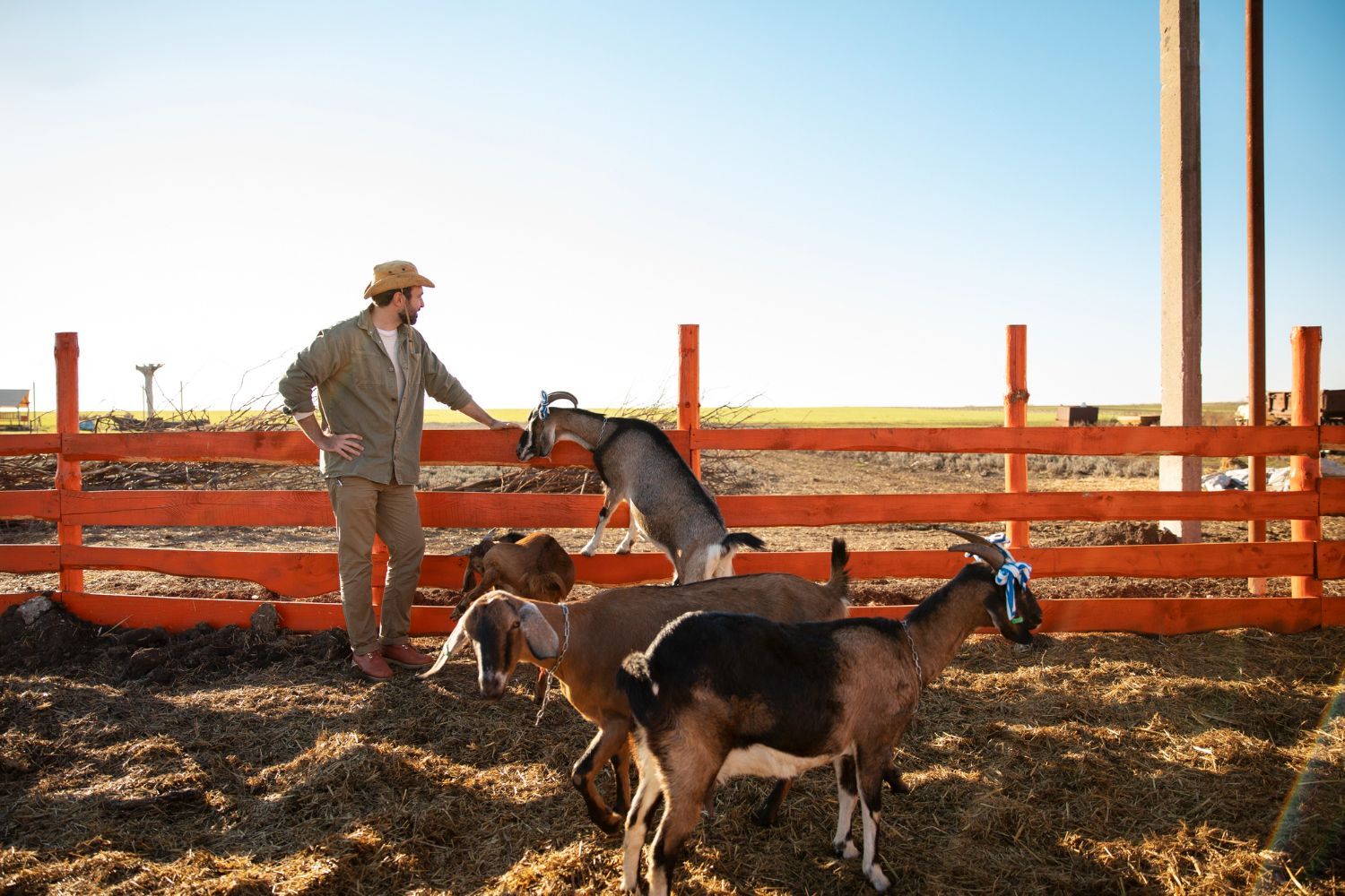 Person standing with goats in a fenced outdoor pen at sunset