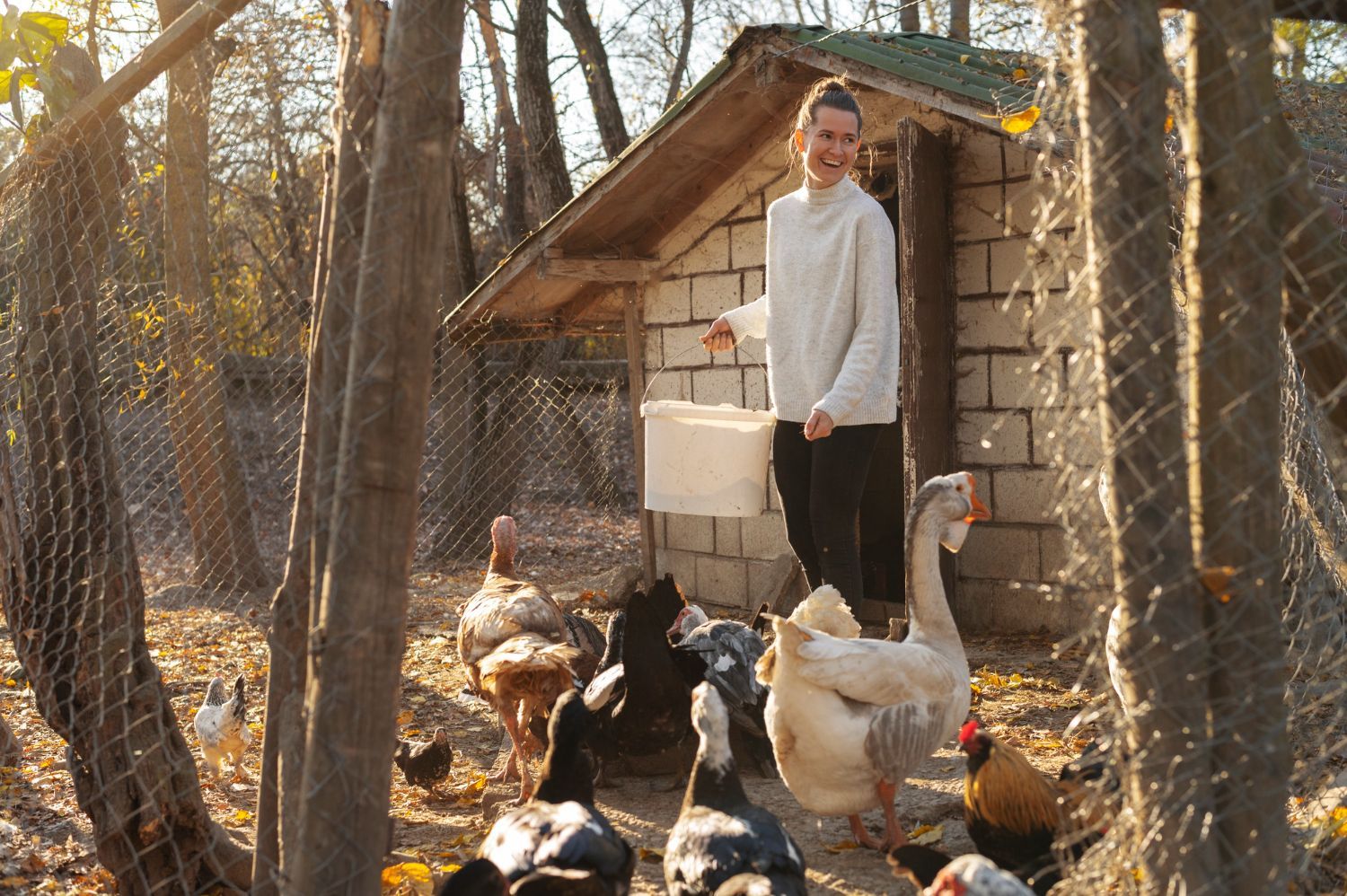 Person standing by a chicken coop with several chickens in a wooded yard.