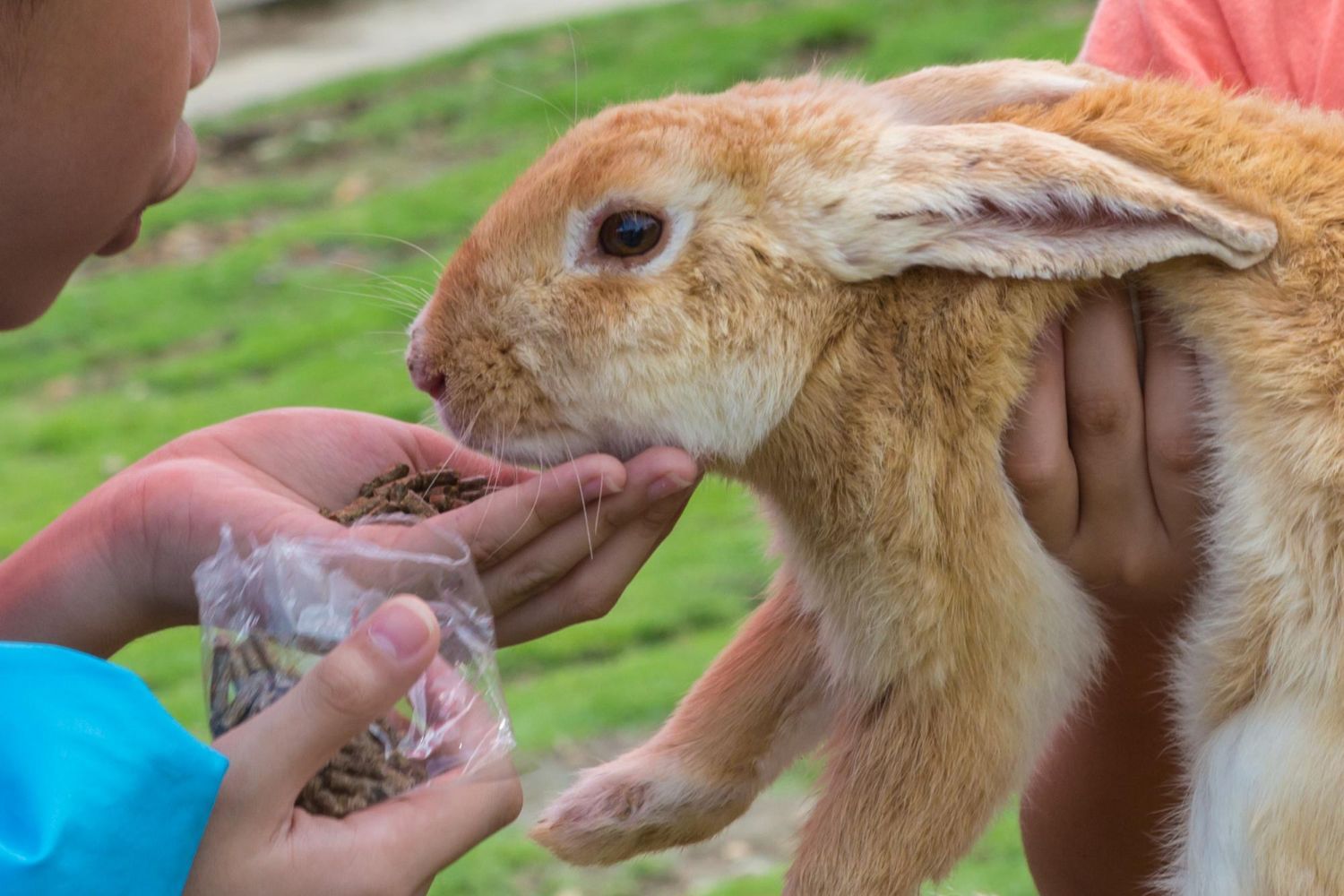 Person feeding a tan rabbit by hand outdoors on grass