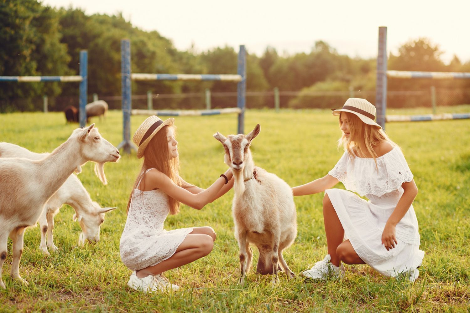 Two women in white dresses petting goats in a sunny field near a blue fence