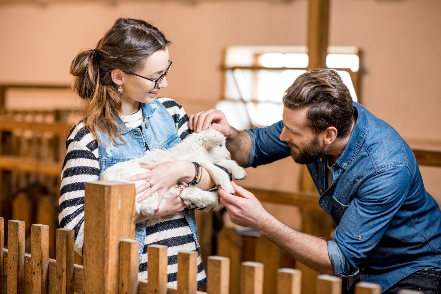 Two people gently holding a small white lamb in a barn pen