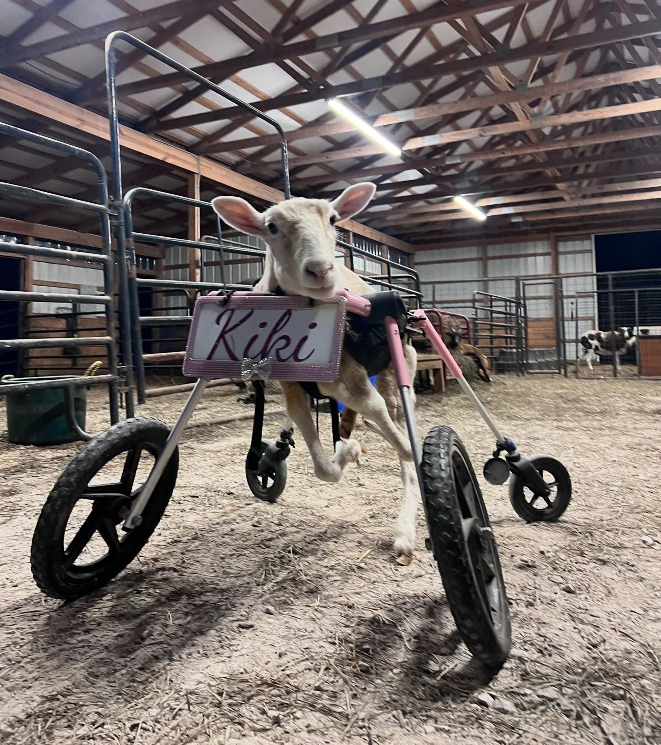 Sheep in a pink wheelchair cart inside a barn