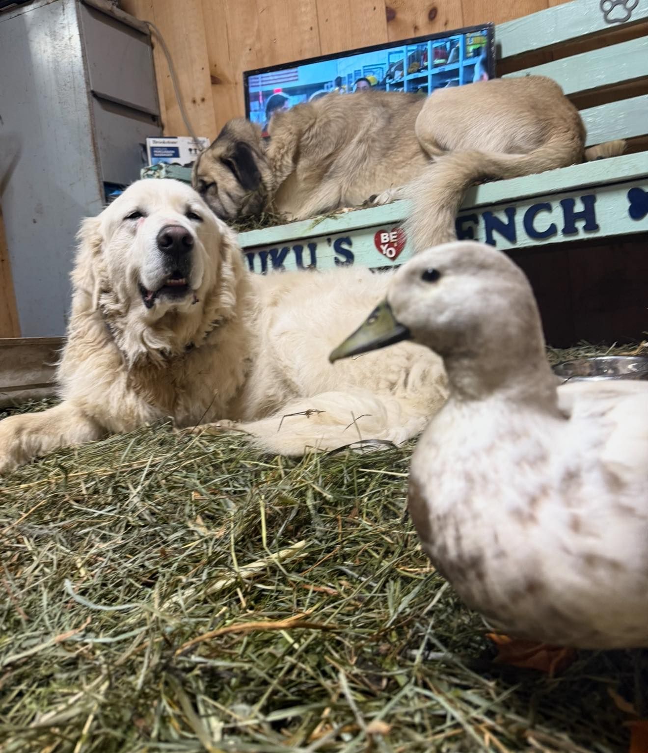 A white dog rests on hay while a goose stands in front and a tan dog lounges on a bench behind.