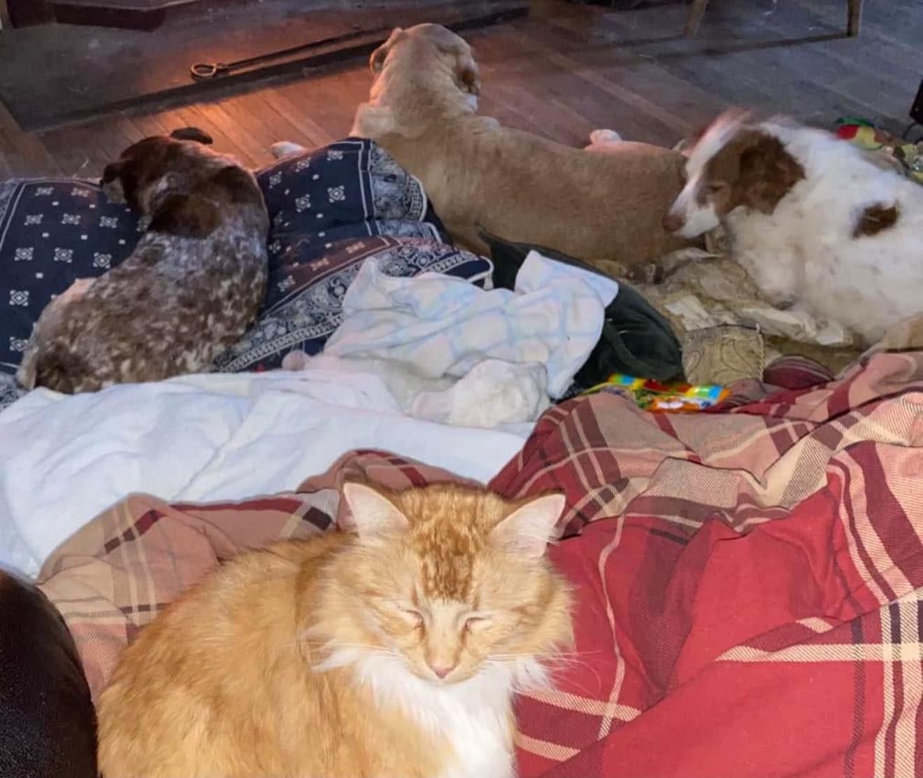 Four dogs and a sleeping orange cat resting on blankets indoors.