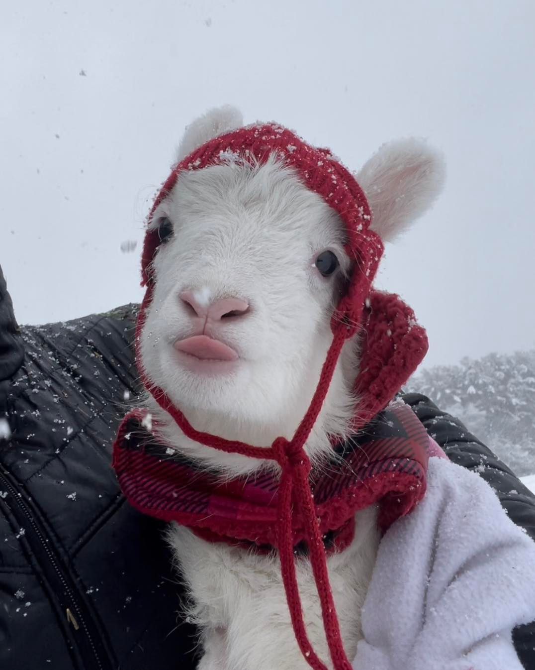 White calf in a red knit hood and scarf in falling snow, being held close outdoors.
