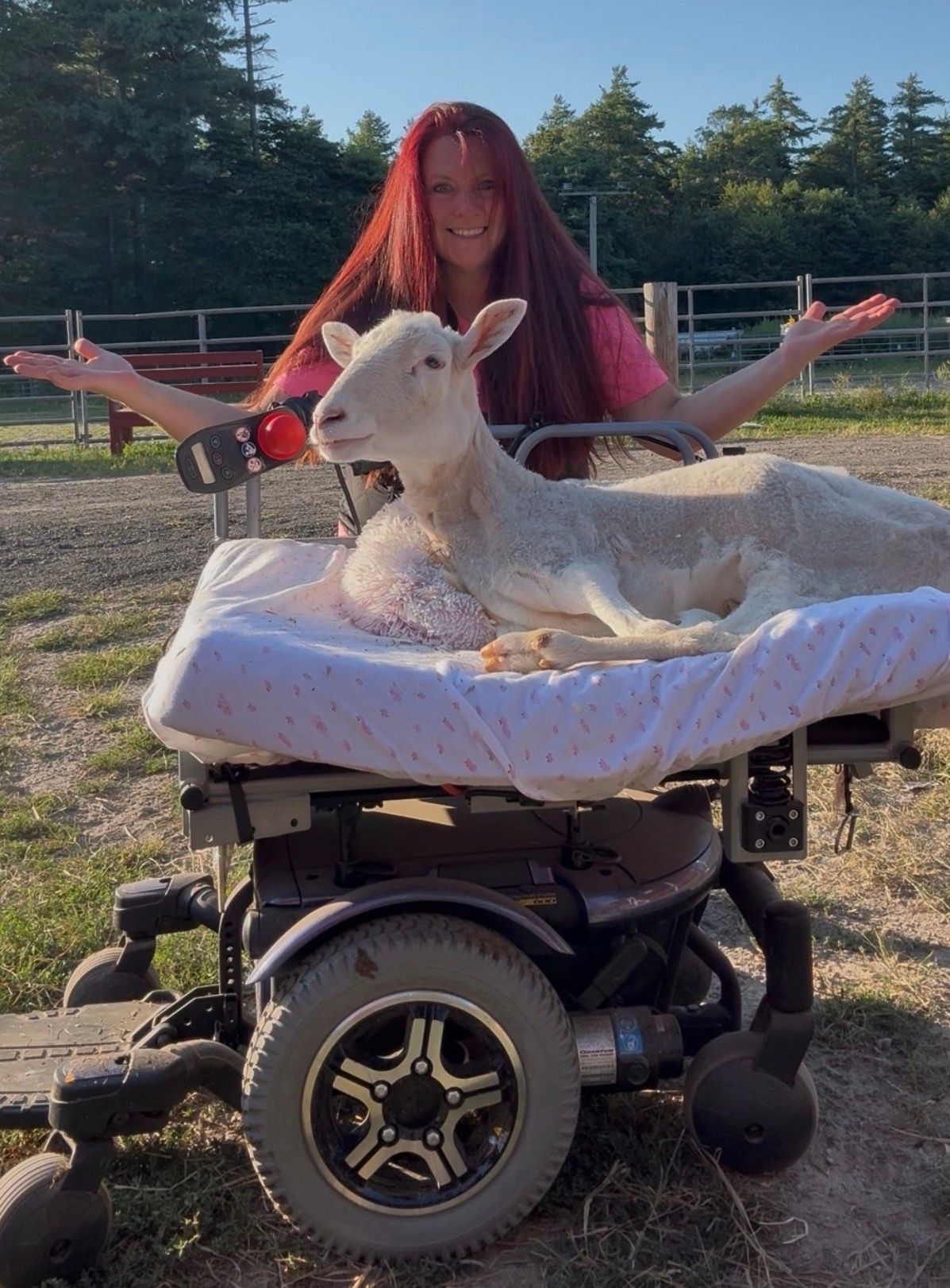 Person with long red hair behind a white goat resting on a wheelchair outdoors in a fenced field