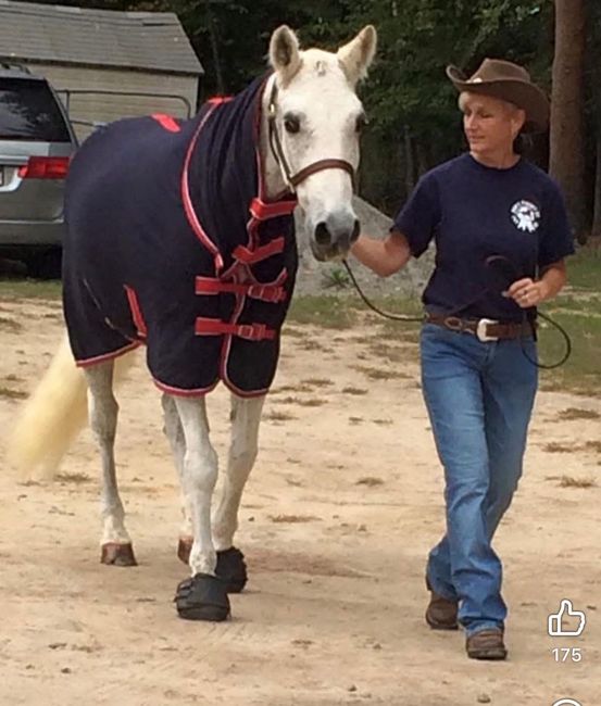 Person leading a white horse in a navy blanket and red halter in a sandy stable yard.