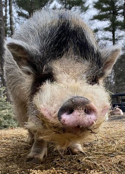 Close-up of a fluffy black-and-white pig standing on straw outdoors
