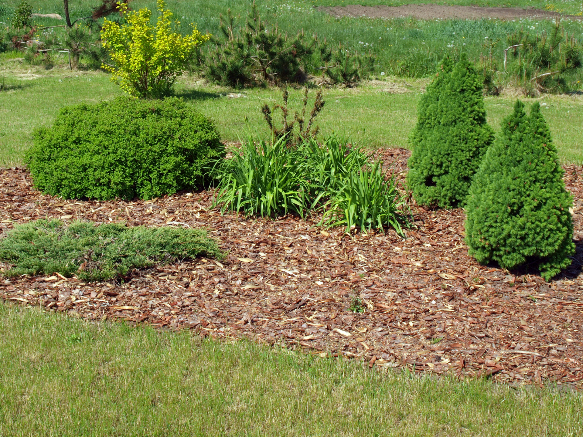 Landscaped garden bed with mulch and various green plants.