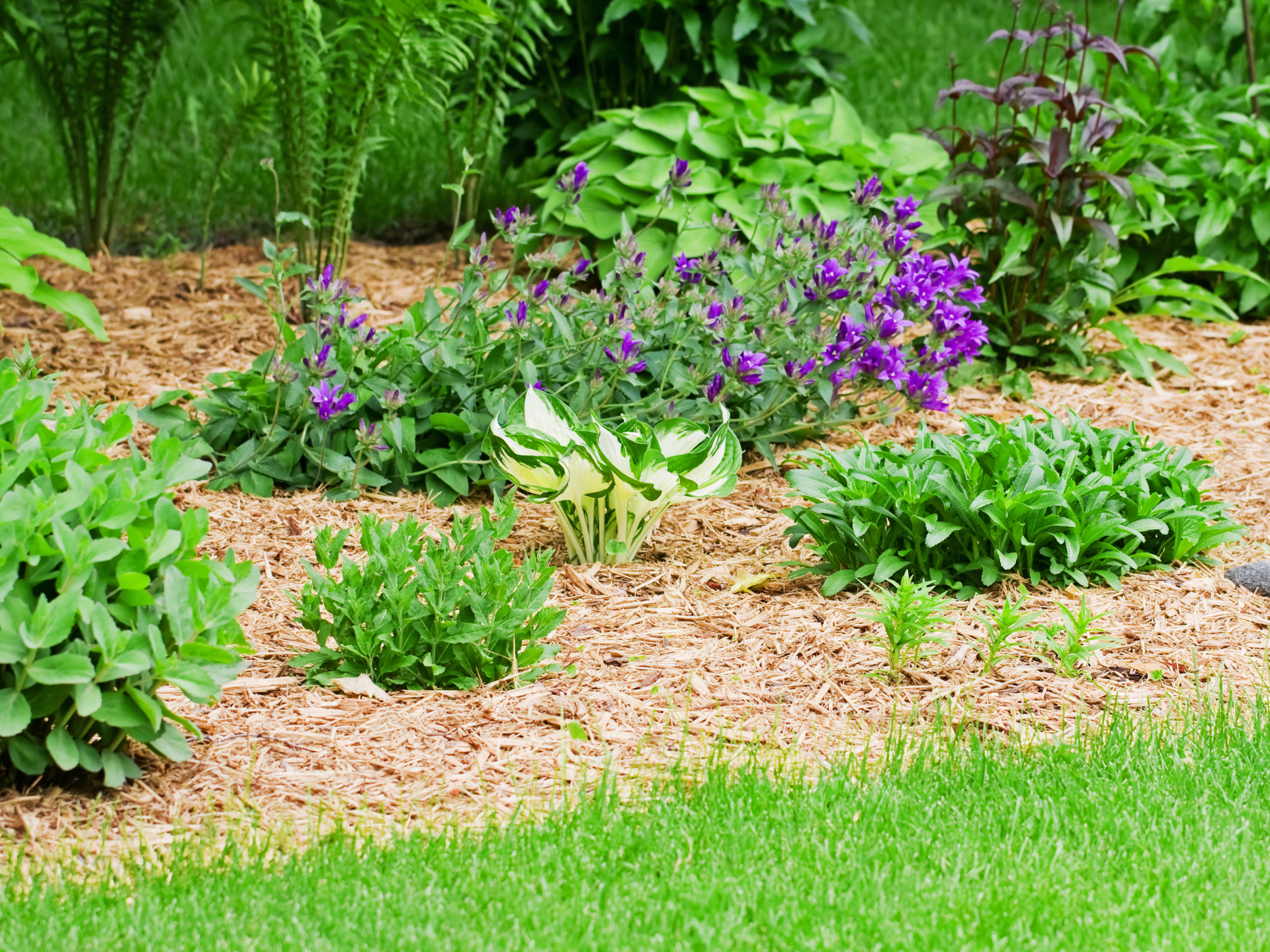 A garden bed with purple flowers and green plants, mulched with wood chips, next to a green lawn.