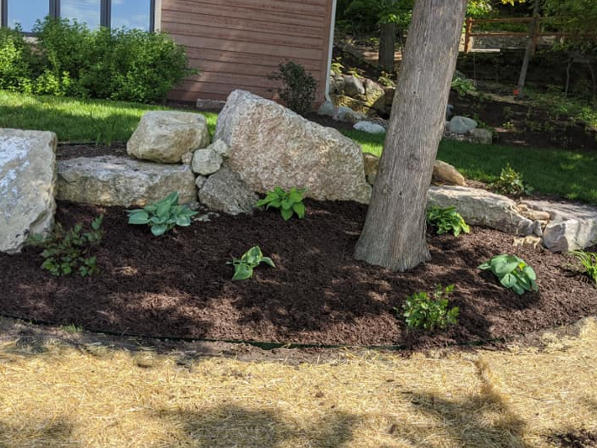 Landscaped garden bed with large rocks, mulch, small plants, and a tree.