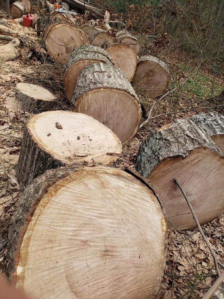 Tree Stump #2 — Roanoke, VA — Salem Tree & Stump