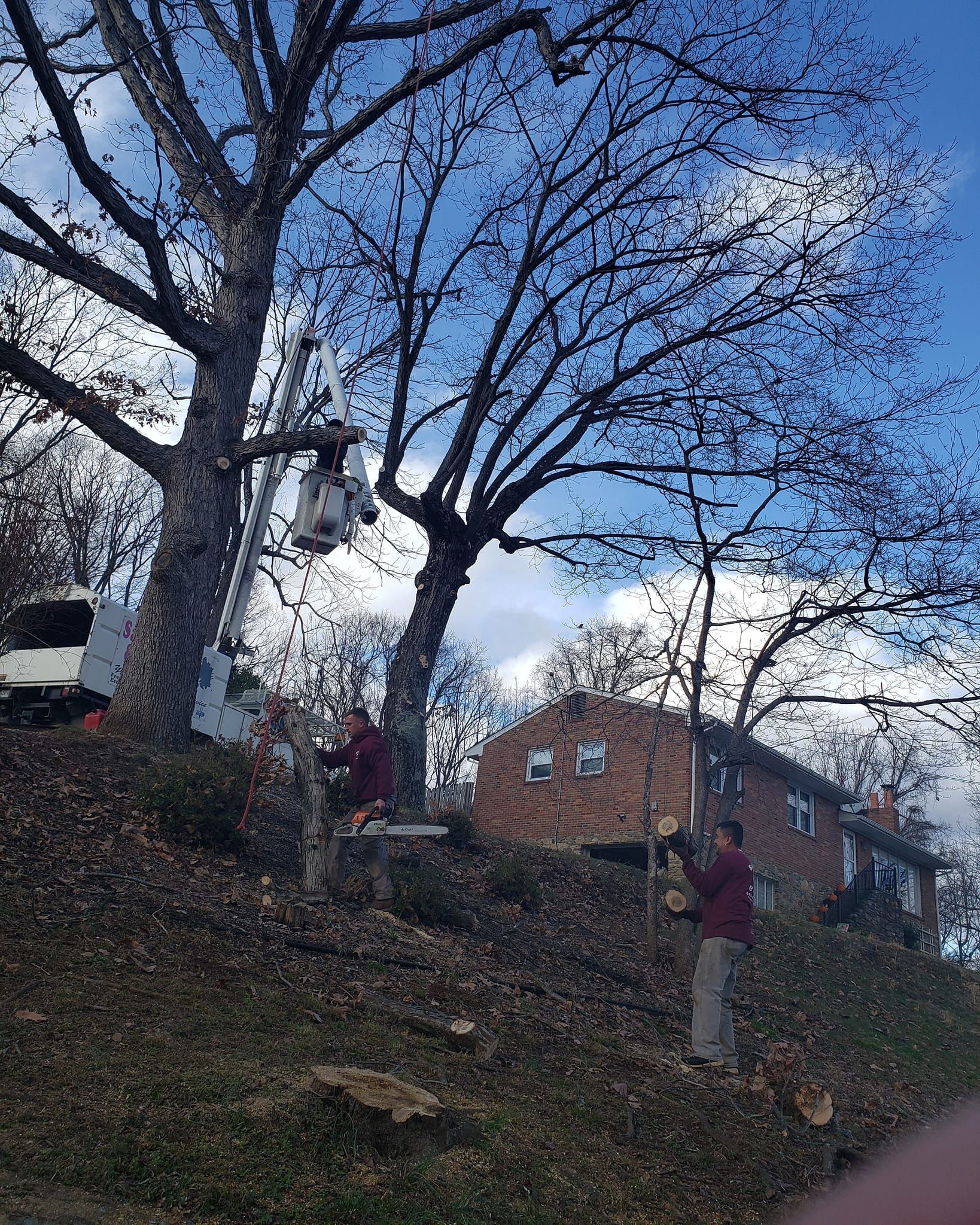 Worker Trimming Tree #2 — Roanoke, VA — Salem Tree & Stump