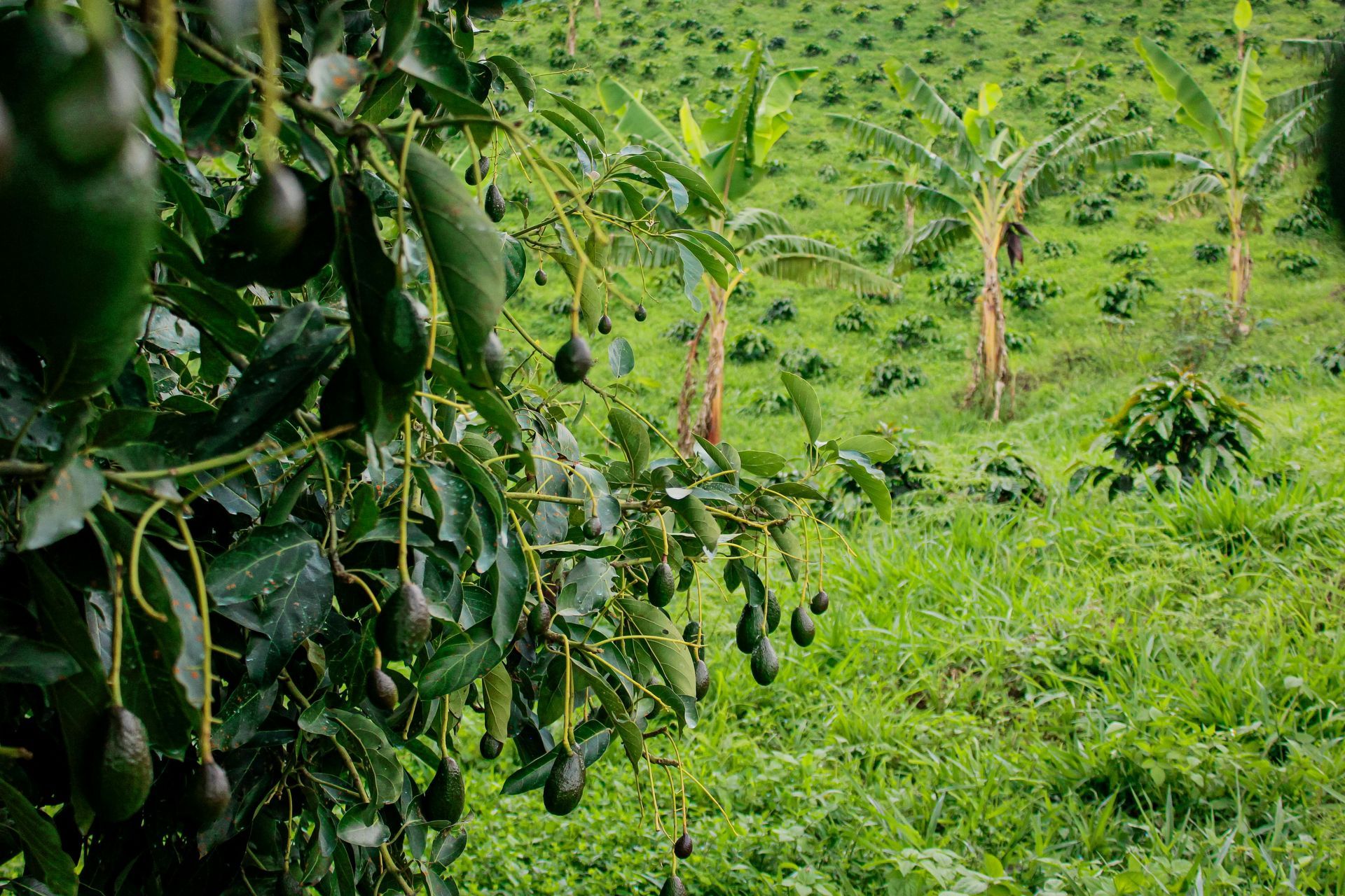 Obituary Banner