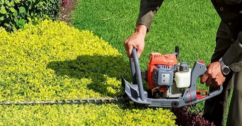 Person using a hedge trimmer to cut a green shrub along a garden edge