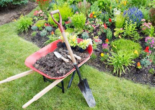Wheelbarrow with soil and shovel beside a colorful flower garden on a grassy lawn