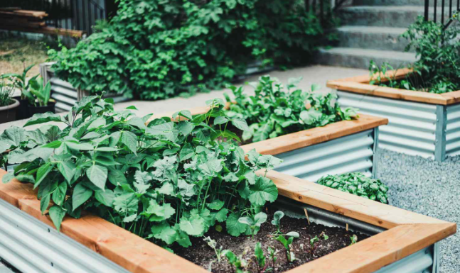 Raised garden beds with green leafy plants in a gravel courtyard, beside a stone wall and steps