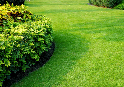 Curved green lawn edge with trimmed shrubs and dense foliage in a landscaped garden
