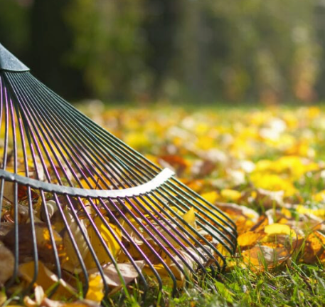Garden rake resting in autumn leaves on grass, with a blurred green background.
