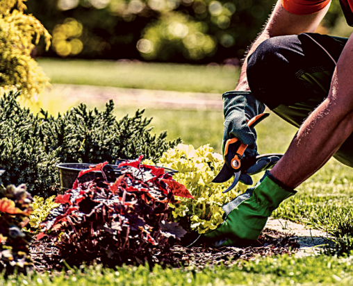 Person gardening with gloves, pruning a red leafy plant in a sunny yard