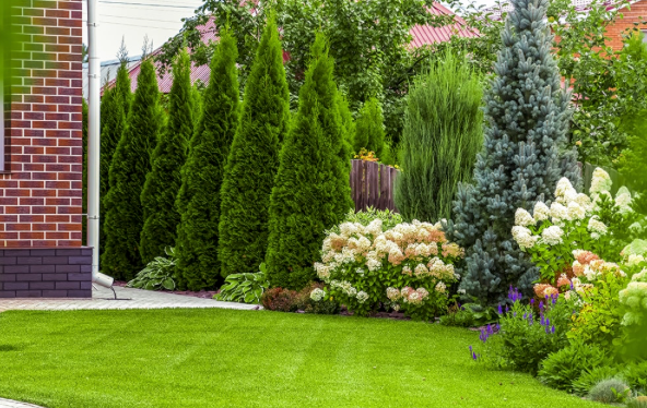 Manicured lawn beside a brick house with tall evergreen shrubs and blooming flowers in a landscaped garden