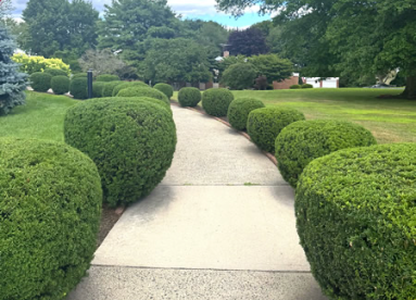 Curved sidewalk bordered by neatly trimmed green hedges in a landscaped park