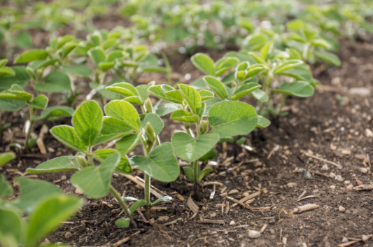 Rows of young green seedlings growing in soil on a farm