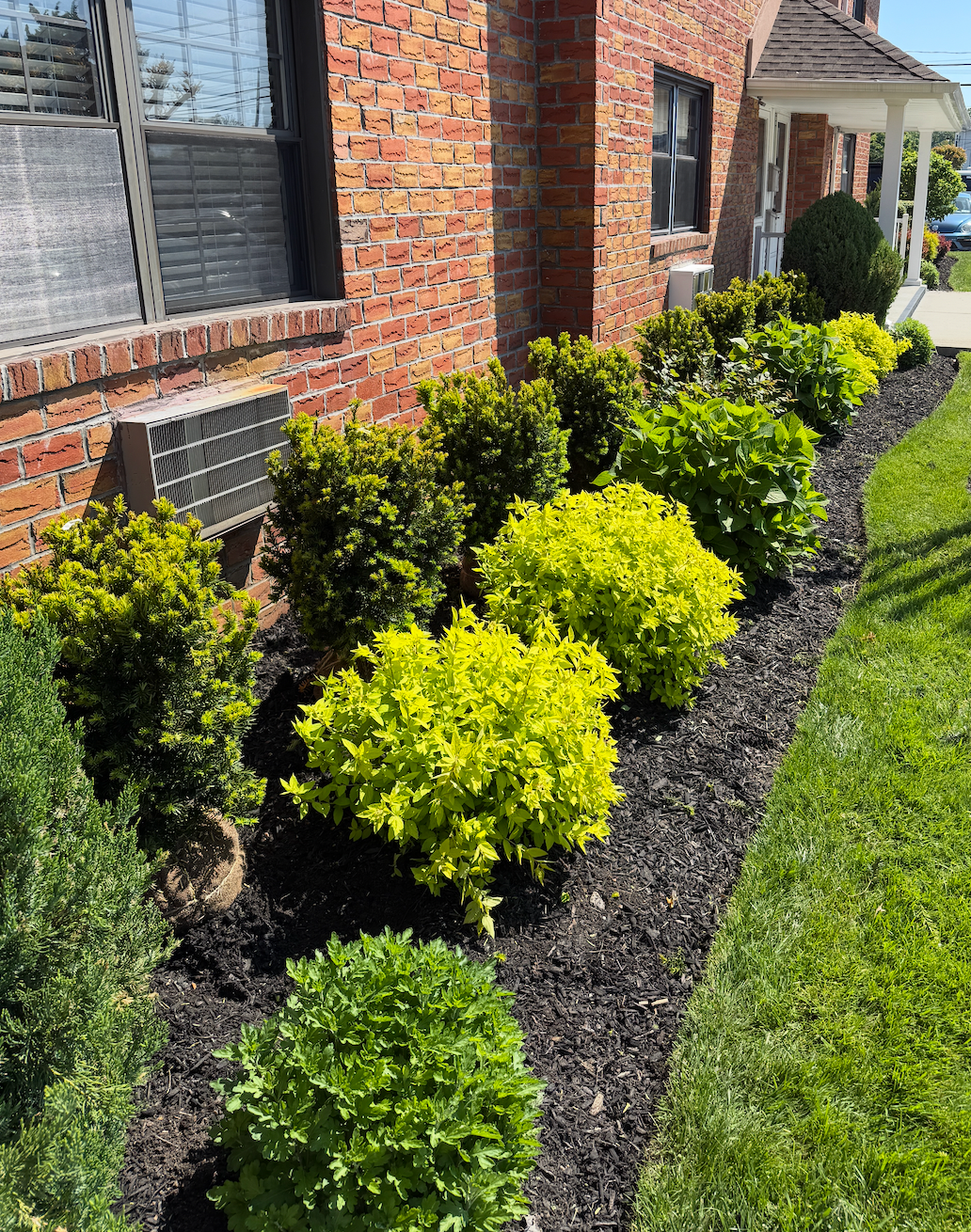 Gloved hands trimming a green hedge with hedge shears outdoors