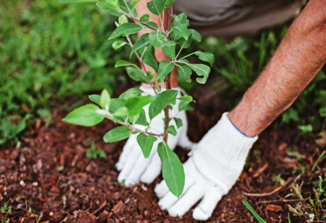 Gloved hands planting a small sapling in brown soil outdoors